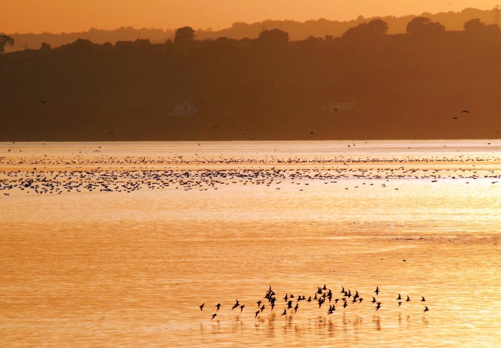 Waders on the Severn estuary at sunset